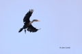 Animals-in-the-Wild;Cormorant;Double-crested-Cormorant;Flying-Bird;Phalacrocorax